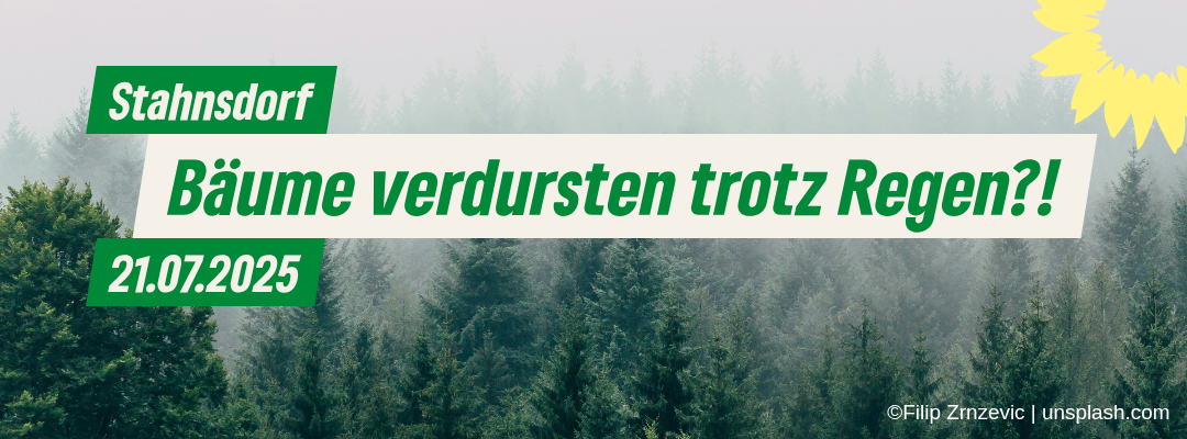Stahnsdorfs Bäume in der Klimakrise: Warum unser Wasser nicht versickert und was wir tun können